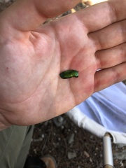 Protaetia speciosissima