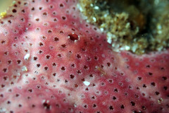 Polysyncraton galaxum