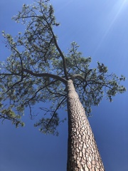 Pinus pinaster