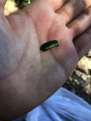 Protaetia speciosissima