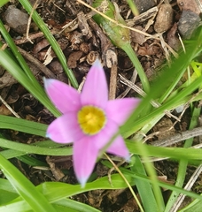 Romulea minutiflora