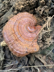 Ganoderma lobatum