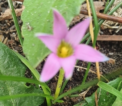 Romulea minutiflora