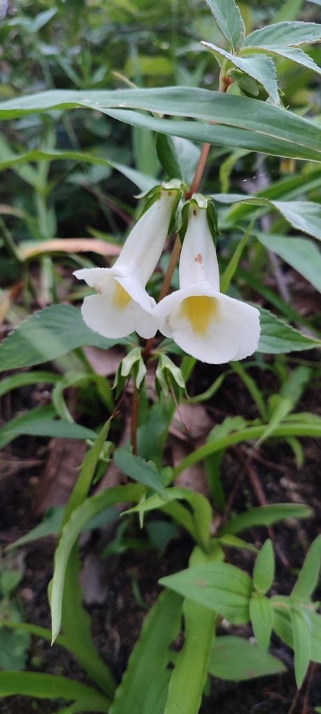 Achimenes glabrata (Achimenes glabrata)