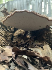 Ganoderma lobatum
