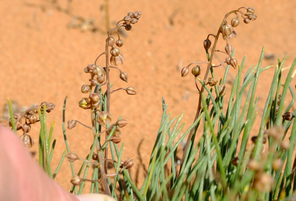 Drimia arenicola