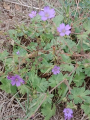 Geranium pyrenaicum