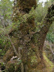 Nothofagus nitida