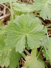 Geranium pyrenaicum