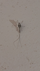 Callibaetis
