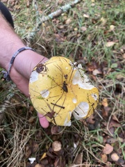 Russula ochroleuca