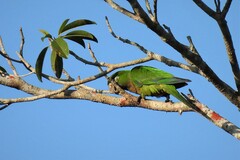 Eupsittula nana astec
