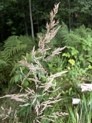 Calamagrostis