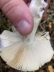 Russula ochroleuca