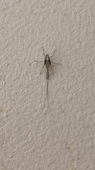 Callibaetis