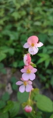Begonia bulbillifera