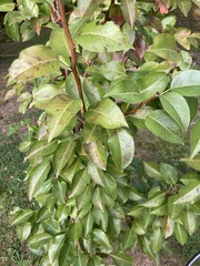 Pyrus
