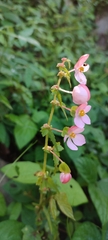 Begonia bulbillifera