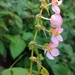 Begonia bulbillifera - Photo no hay derechos reservados, subido por Ana Nuño