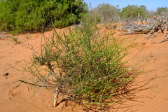 Wahlenbergia asparagoides