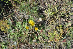 Taraxacum serotinum