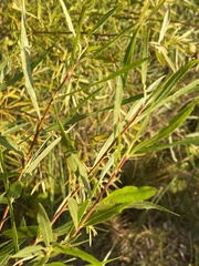 Salix interior
