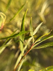 Salix interior