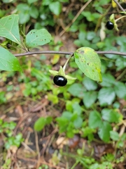 Atropa belladonna
