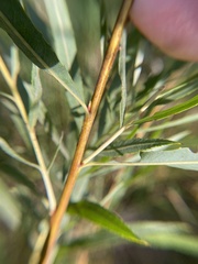 Salix interior