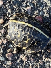 Terrapene carolina bauri