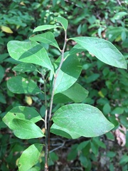 Vaccinioideae