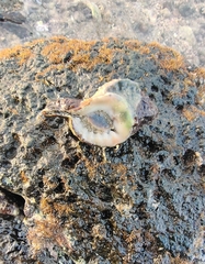 Tonnoidea