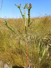 Liparia hirsuta