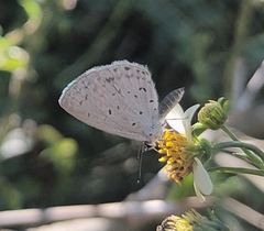 Celastrina lavendularis