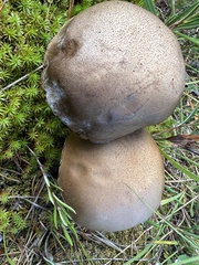 Leccinum scabrum