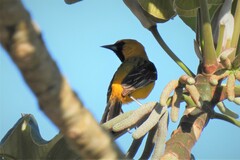 Icterus auratus