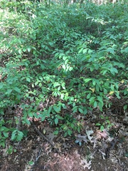 Vaccinioideae