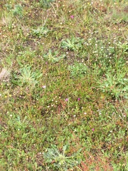 Lampranthus filicaulis