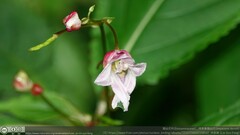 Impatiens devolii