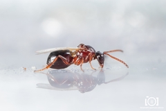 Cynipoidea