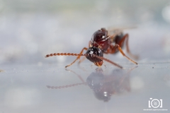 Cynipoidea