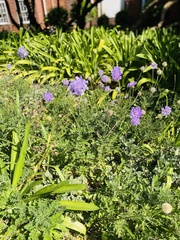 Scabiosa