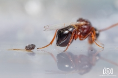 Cynipoidea