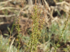Baccharis ulicina
