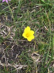 Moraea fugacissima
