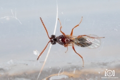 Cynipoidea