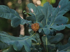 Andricus foecundatrix