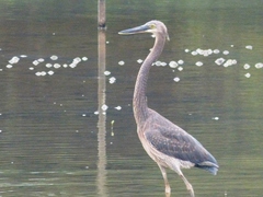 Ardea sumatrana
