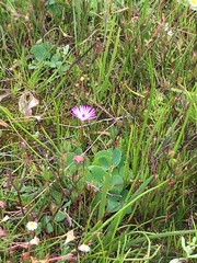 Lampranthus filicaulis