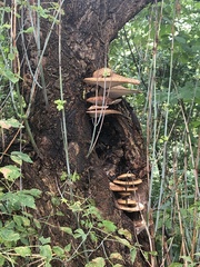 Cerioporus squamosus